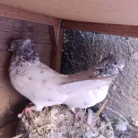 کفتر جفت پرشی|پرنده|قرچک, پویینک|دیوار