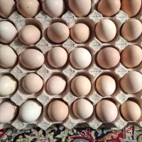 تخم مرغ محلی