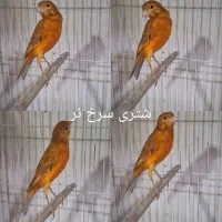 دوعدد قناری.سرخ چنگ پا سیاه.وشتری سرخ. هر دو نر|پرنده|شیراز, پودنک|دیوار