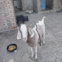 بز مری شیری