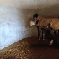 باکس اسب و محل نگهداری اسب