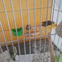 تعدادی قناری|پرنده|شیروان (خراسان), |دیوار