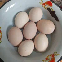 تخم مرغ طبیعی