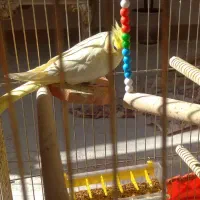 عروس هلندی جفت همراه تخم|پرنده|مهاباد (آذربایجان غربی), |دیوار