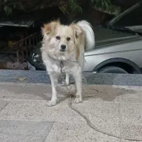 سگ پامر