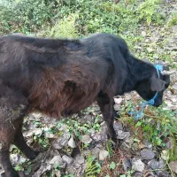 دو عدد لیشه محلی سالم|حیوانات مزرعه|احمدسرگوراب, |دیوار