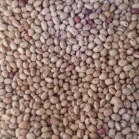 لوبیا چیتی ارگانیک محصول خودمونه