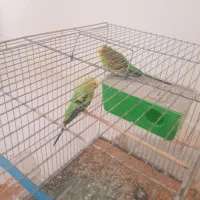 مرغ عشق|پرنده|شوشتر, |دیوار