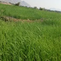 نشاپیازمینروا|خدمات باغبانی و درختکاری|بندرعباس, |دیوار