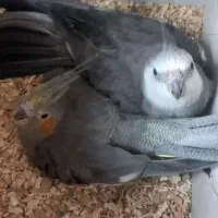مرغ عشق عروس هلندی فنچ زبرا