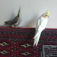 یک جفت عروس هلندی نروماده دوساله|پرنده|اصفهان, هفتون|دیوار