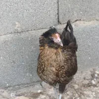 فروشی|حیوانات مزرعه|خورموج, |دیوار