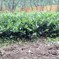 فروش ۱۵۰۰ عدد یاس هلندی