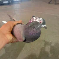 کفتر