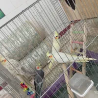 عروس هلندی مولد