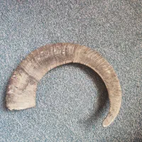 شاخ قوچ کوهی|کلکسیون اشیاء عتیقه|تهران, امام حسین|دیوار