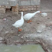 قو غاز|حیوانات مزرعه|کرباسک, |دیوار