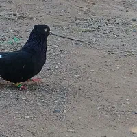 کبوتر دم سفید