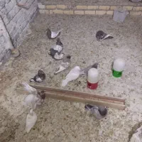 کبوتر یا کفتر|پرنده|شیراز, شهرک مهرگان|دیوار