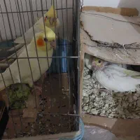 گل (پرنده)|گل و گیاه طبیعی|چناران, |دیوار