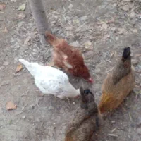 مرغ و خروس و نیمچه|حیوانات مزرعه|کرج, حسین آباد (اکبر آباد)|دیوار