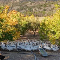 فروش غازدورگه صدرصد محلی|حیوانات مزرعه|بانه, |دیوار