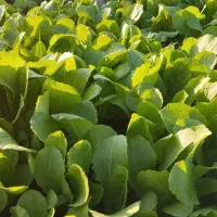 کاهو|خدمات باغبانی و درختکاری|گرگان, |دیوار