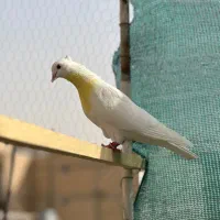 کفتر غریب گیری کپکی