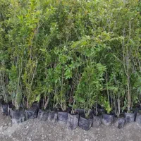 نهال اصل انار شهرضا