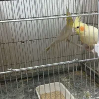 ۸جفت عروس هلندی|پرنده|تهران, جی|دیوار
