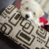 سگ مالتیز|سگ|فردوس (خراسان), |دیوار