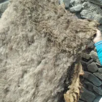 پشم گوسفندی