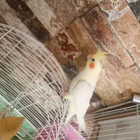 پرنده|پرنده|قم, انسجام|دیوار