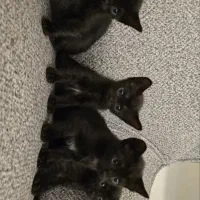 گربه خانگی بسیار باهوش تمیز|گربه|میانه, |دیوار