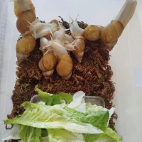 حلزون آچاتینا مولد