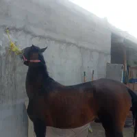 فروش اسب|اسب و تجهیزات اسب‌سواری|بناب, |دیوار