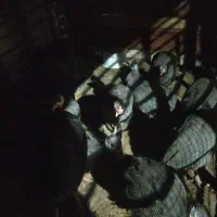 مرغ شاخدار|حیوانات مزرعه|بندر ترکمن, |دیوار