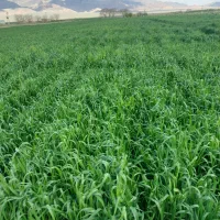 حدود-3تن-جو-محلی-فروشی-اسفراین-روستای-قاسم-اباد