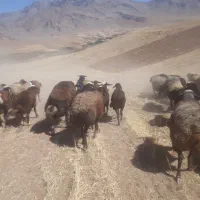 کاه نرم با دستگاه کشیدم برای گوسفندای خودم