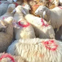 پرواری گوشتی گوسفند زنده