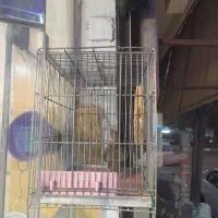 قناری زمینی