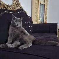 گربه ،گم شده