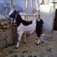 بزپاکستانی