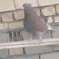 گرگی وسرخ پرشی|پرنده|تیران, |دیوار