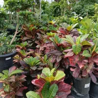 کاروتن سطل۱۰