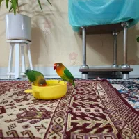 طوطی برزیلی