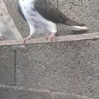 ۵عدد کبوتر پرشی خوب