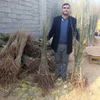 نهال های ریشه لخت ، آماده انتقال و کاشت