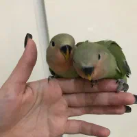 طوطی برزیلی های اوپال کاملا دستی|پرنده|تهران, شهرک پرواز|دیوار