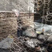 بوقلمون ماده معاوضه